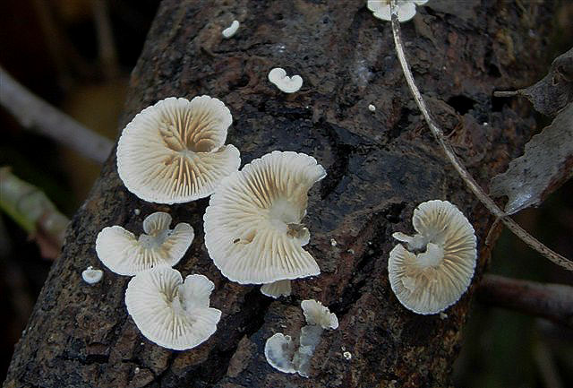 Schizophyllum o Panellus ?